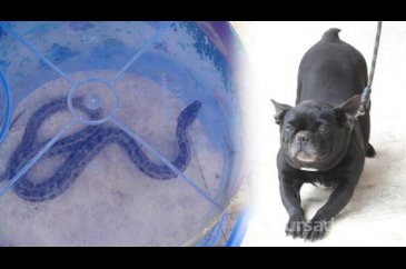 Köpeği huysuzlanınca fark etti!