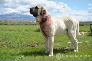 Bu köpeğin yavruları daha anne karnında satılıyor! Hem de 60 bin li...
