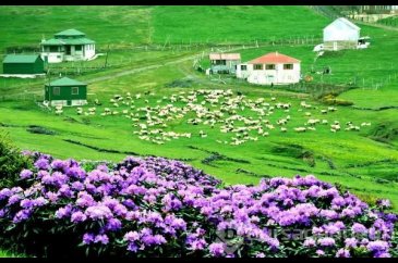 Ormangülü Karadeniz yaylalarını renklendirdi