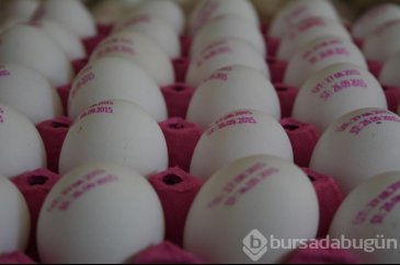 Yumurta alırken dikkat! Yumurtaların üzerindeki sayılar ne anlama g...
