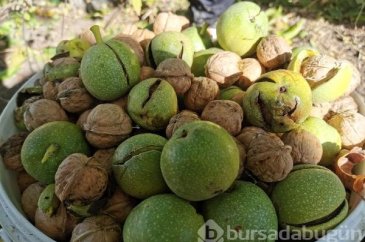 Tunceli'de korkulu ve kavi ceviz hasadı