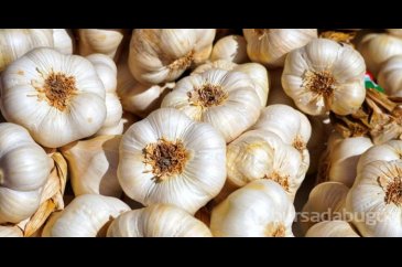 Sarımsak yutmak sandığınız kadar sağlıklı değil!
