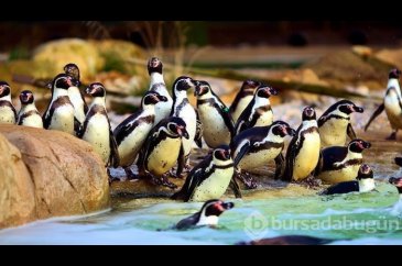 Güney Afrika'da soyu tükenen penguenlere arı sürüsü saldırdı
