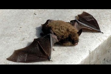 Doğadaki yarasalarda virüs bulundu