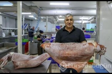 İzmir açıklarında 16 kiloluk 2 dev kalamar yakalandı