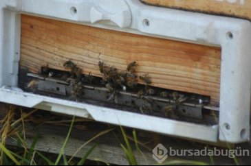 5 ülke sıraya girdi! Bursa Arıcılar Birliği "beklenilen balı aldık"
