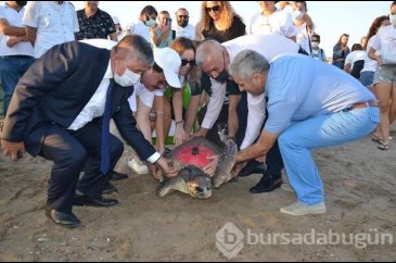 Antalya'da 4 caretta caretta denize salındı...
