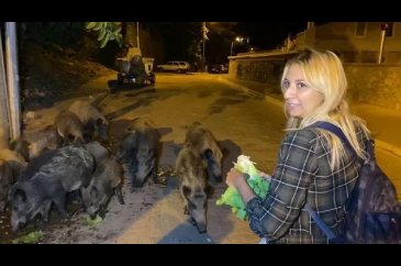 Fethiye merkezine inen domuzları turistler elleriyle besliyor...
