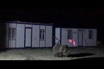 İki konteyner her gece ayıların istilasına uğruyor