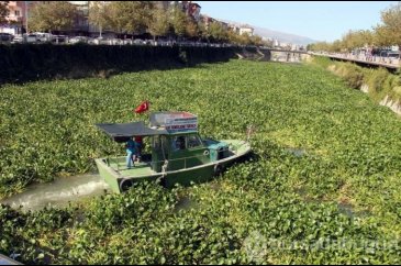 Asi Nehri'nde su sümbülleri çıktı