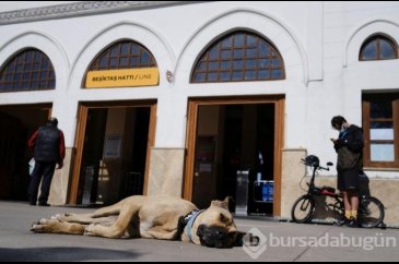 Gezgin köpek dünya gündeminde