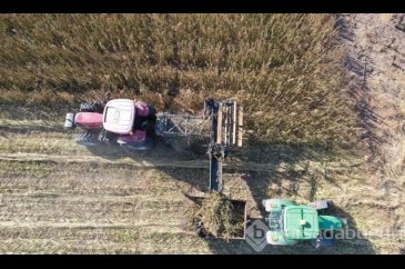 Sivas'ta izinli ilk kenevir hasadı yapıldı!