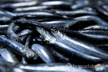Karadeniz'de bulunan Kırklareli'nin Demirköy ilçesinde hamsi bereke...