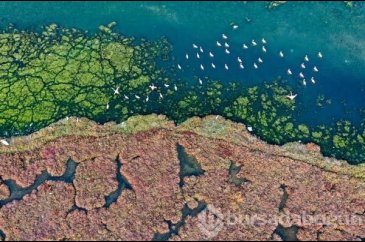 İzmir Körfezi'nde endişelendiren görüntü