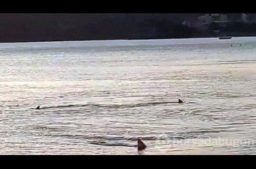 Muğla'da 3 metre mesafede 6 köpekbalığı görüldü...