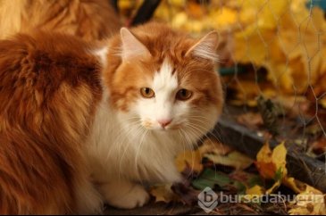 Keşke benim de olsa diyebileceğiniz minik ve sevimli kedi cinsleri