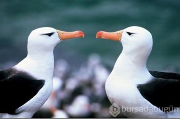 İklim krizi nedeniyle albatrosların 'boşanma' oranı arttı

