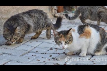 Avustralya'da kedilere şok yasak!
