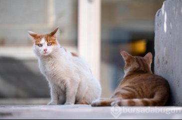 Kedi cinsleri ve isimleri nelerdir? 