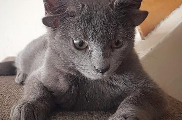 Dört kulaklı dünyaya gelen kedi görenleri hayrete düşürüyor
