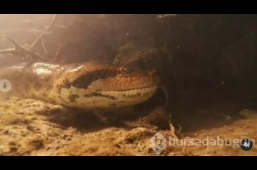 Nehre dalış yapan fotoğrafçı burun buruna geldi!