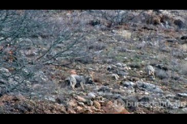 Aç kalan kurtlar karlı zirvelerden indi
