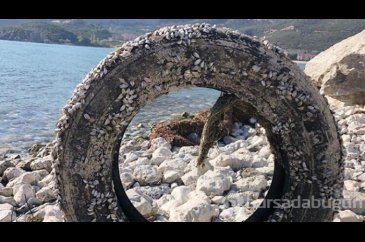 'Gıcırgan' midyenin yaşam savaşı!