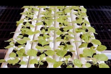 Kanadalı ilaç firması Medicago, yüzde 71 etkili bitki bazlı Covid-1...