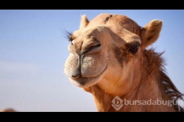 Suudi Arabistan'daki Botokslu develer güzellik yarışmasından atıldı!
