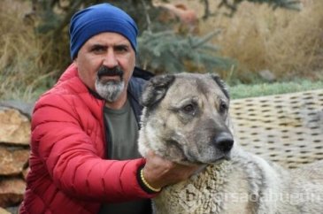 Kangal köpekleri zırhlarını giyiyor!