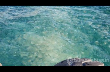 Marmara'da denizanası istilası!
