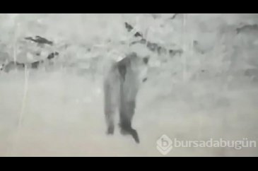 Iğdır'da leopar görüldü!