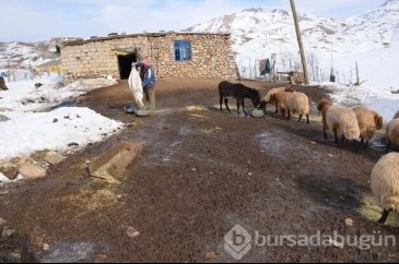 4 Yıldır yaylada tek başına yaşıyor!