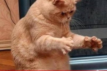 En komik kedi caps'leri...
