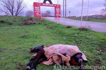 Ölmek üzere olan at için seferber oldular!