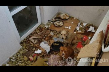 Kötü koşullarda tutulan 2 köpeğe el konuldu!