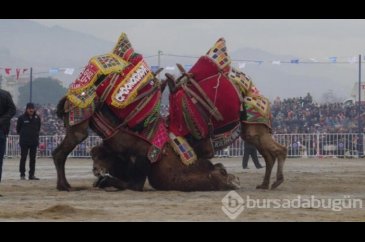 Yılın son deve güreşi binlerce kişi tarafından izlendi
