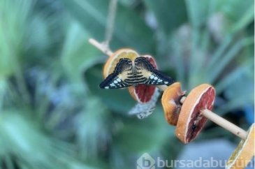 Dondurucu soğuklarda Tropikal Kelebek Bahçesi ziyaretçisinin içini ...