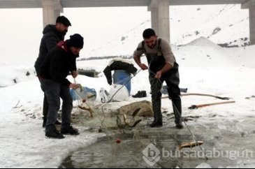 Donan derede Eskimo usulü balık avı