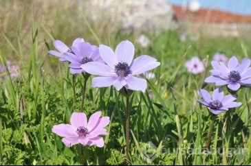 Datça'da anemonlar açtı