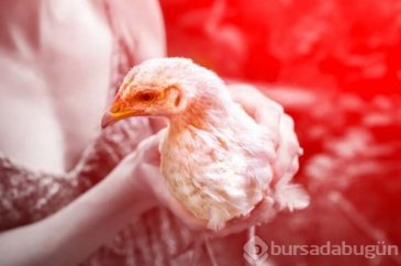 İngiltere'de kuş gribi alarmı!