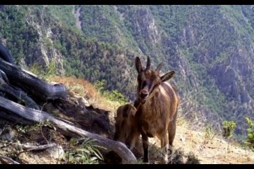 Yaban hayatı fotokapanlara yansıdı
