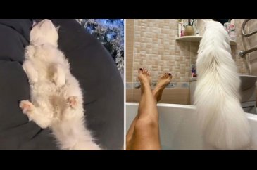Ağırlığı 12 kilogram, görenler köpek zannediyor