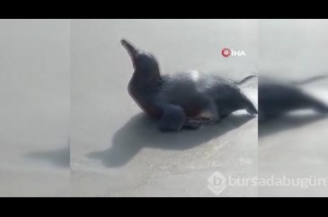 Peru acil eylem planına geçti!