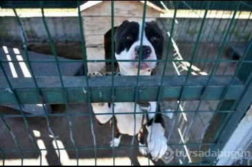 Köpekler barınaklara mahkum edildi!