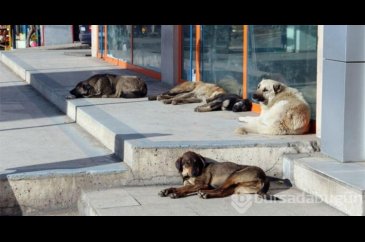Sokak köpekleri neden saldırıyor, insanlar nerede hata yapıyor?
