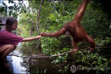 Orangutanlar havalı görünmek için yeni sözcükler geliştiriyor