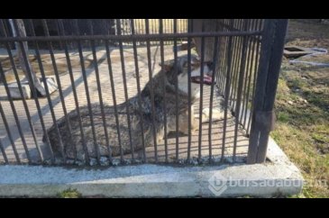 Ukrayna'dan bir aslanı ve kurdu minibüsüyle çıkardı...