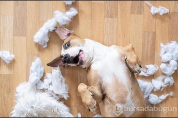 Köpekler bunları neden yapar? 