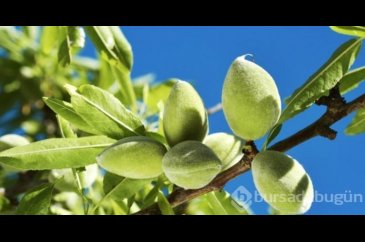 İşte çağlanın bitmeyen faydaları nelerdir?
